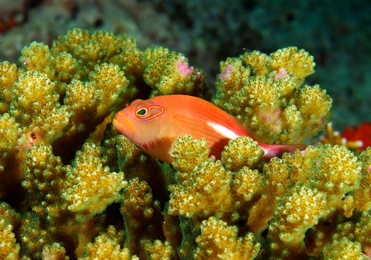 Paracirrhites arcatus (Hawaii)